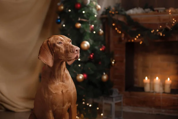 Hund am Kamin in einem weihnachtlichen Interieur. Ungarische Vizsla — Stockfoto