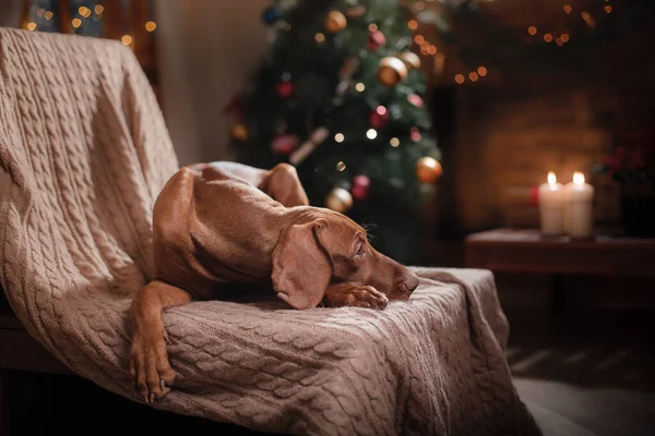 Hund am Kamin in einem weihnachtlichen Interieur. Ungarische Vizsla — Stockfoto