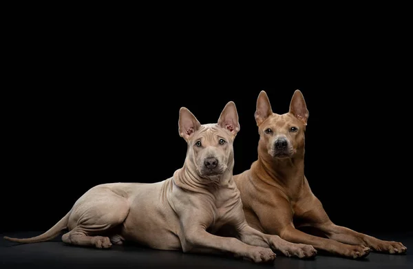 Två hundar med svart bakgrund. Thailändsk ridback valp och vuxen hund — Stockfoto