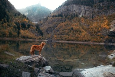 Dağ gölündeki bir taşın üzerindeki köpek. Sonbahar havası. Nova Scotia Ördek Tolling Retriever doğa arka planında