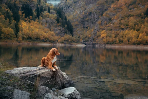 Kutya egy kövön egy hegyi tavon. Őszi hangulat. Új-Skócia Duck Tolling retriever a természet hátterében — Stock Fotó