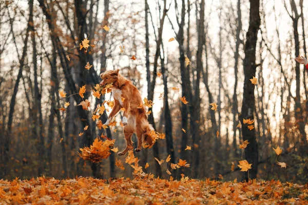 Hund i gula blad i parken. Nova Scotia hämtar en promenad i höstparken — Stockfoto