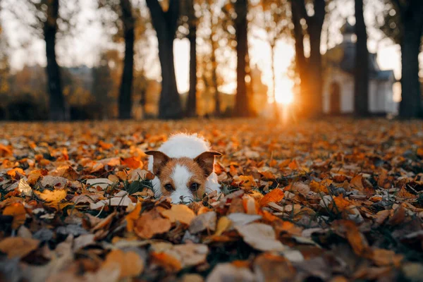 Pies w żółtych liściach. Jack Russell terrier w przyrodzie w jesiennym parku — Zdjęcie stockowe