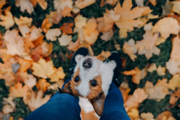 Hund in gelben Blättern. Jack Russell Terrier in der Natur im Herbstpark — Stockfoto