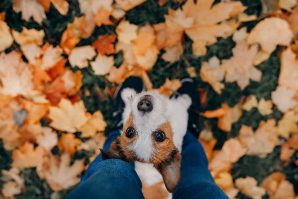 Pies w żółtych liściach. Jack Russell terrier w przyrodzie w jesiennym parku — Zdjęcie stockowe