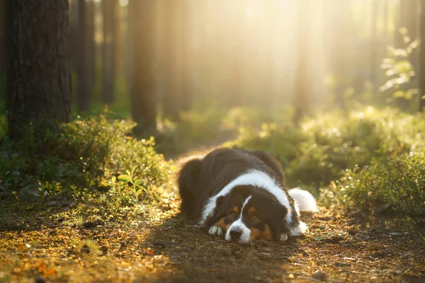 Perro en el bosque en los rayos de sol. Pastor australiano en la naturaleza —  Fotos de Stock