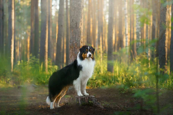 Hund im Wald in den Sonnenstrahlen. Australischer Hirte in der Natur — Stockfoto