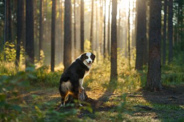 Ormandaki güneş ışınlarındaki köpek. Doğada Avustralya çobanı