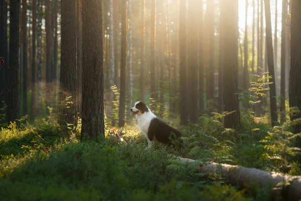 Cão na floresta nos raios de sol. Pastor australiano na natureza — Fotografia de Stock