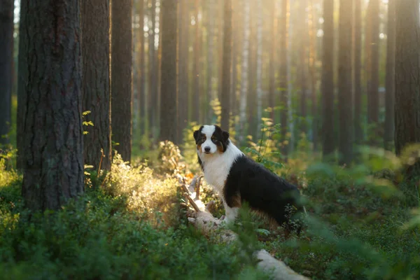 Chien dans les bois dans les rayons du soleil. Berger australien dans la nature — Photo