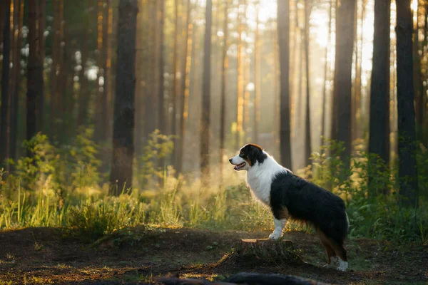 Chien dans les bois dans les rayons du soleil. Berger australien dans la nature — Photo