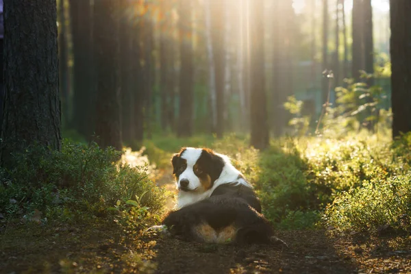 Perro en el bosque en los rayos de sol. Pastor australiano en la naturaleza —  Fotos de Stock