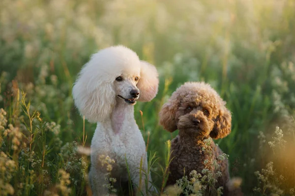 Zwei Pudel auf dem Gras. Haustier in der Natur. — Stockfoto