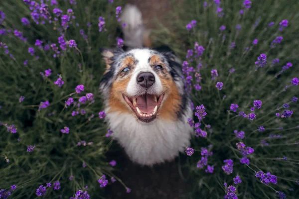 Chien sur le champ de lavande. Joyeux animal de compagnie en fleurs. Berger australien marbré — Photo