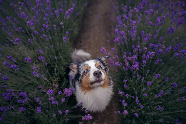 Hund på lavendelfältet. Glad sällskapsdjur i blommor. Marmorerad australisk herde — Stockfoto