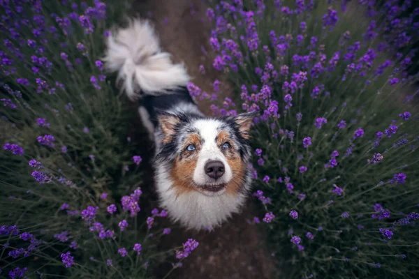 Hund på lavendelfältet. Glad sällskapsdjur i blommor. Marmorerad australisk herde — Stockfoto