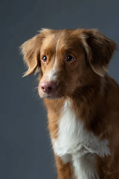 회색 배경에 빨간 개가 그려져 있다. Nova Scotia Duck Tolling Retriever — 스톡 사진