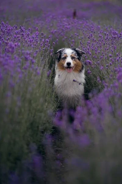 在薰衣草田里的狗。快乐的宠物在鲜花中。纯金的澳大利亚牧羊人 — 图库照片