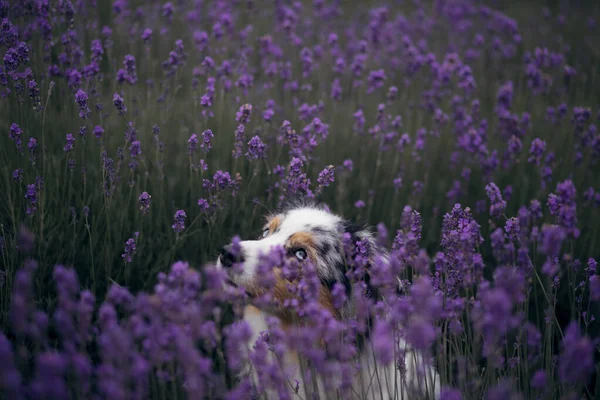 Chien sur le champ de lavande. Joyeux animal de compagnie en fleurs. Berger australien marbré — Photo