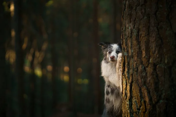 Köpek dışarı bakar. Meraklı hayvan. Collie Sınırı, evin dışında. — Stok fotoğraf