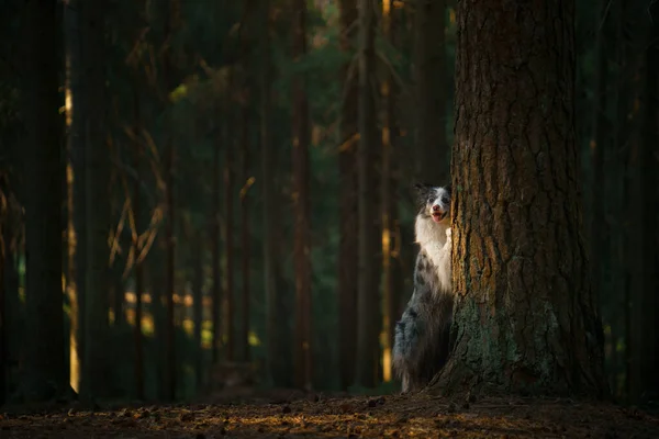 Köpek dışarı bakar. Meraklı hayvan. Collie Sınırı, evin dışında. — Stok fotoğraf