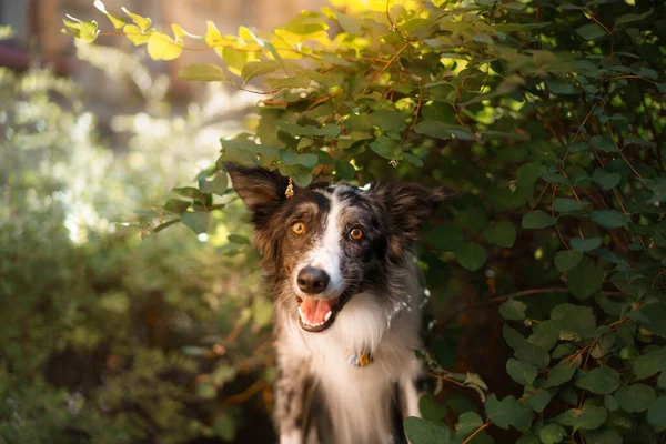 Il cane guarda fuori. Curioso cucciolo. Confine Collie fuori casa — Foto Stock