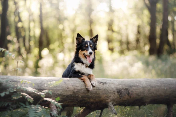 Le chien regarde dehors. Curieux animal de compagnie. Border Collie devant la maison — Photo