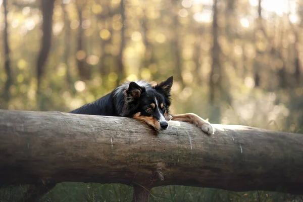 O cão olha para fora. Animal de estimação curioso. Fronteira Collie fora de casa — Fotografia de Stock