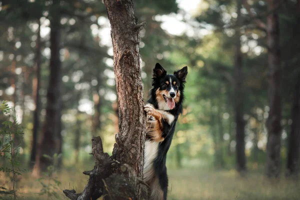 De hond kijkt uit. Nieuwsgierig huisdier. Border Collie buiten het huis — Stockfoto