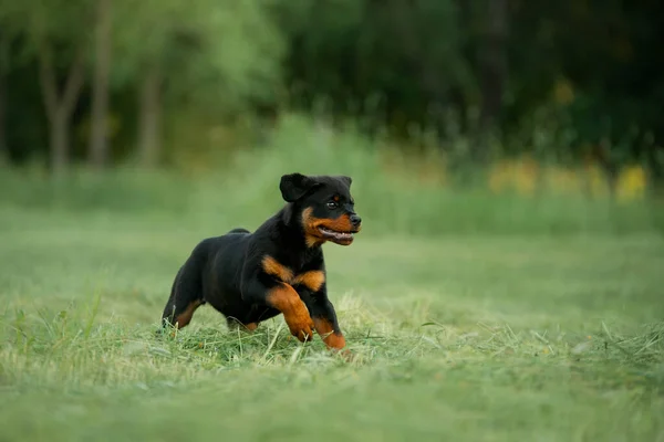 Rottweiler dog in nature. portrait of a puppy on the grass.