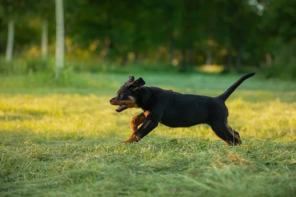 Perro Rottweiler en la naturaleza. retrato de un cachorro en la hierba. —  Fotos de Stock