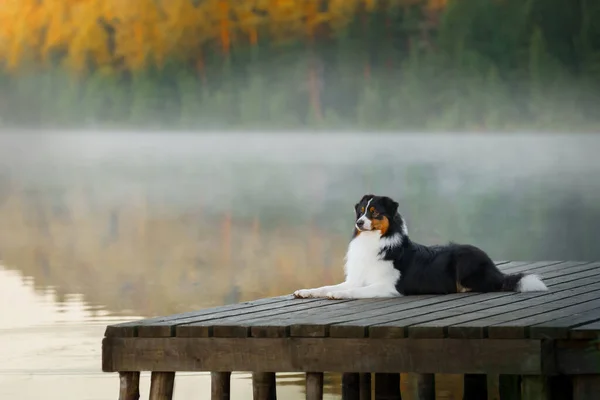 O cão encontra-se em uma ponte de madeira no lago. Pastor australiano tricolor — Fotografia de Stock