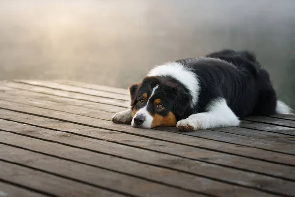 Der Hund liegt auf einer Holzbrücke am See. Dreifarbiger australischer Schäferhund — Stockfoto