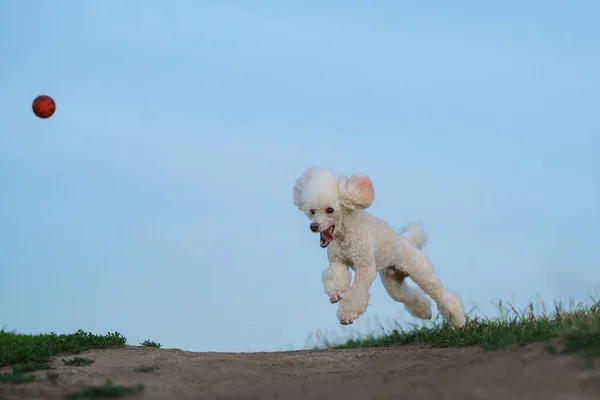 El perro atrapa la pelota. Caniche blanco en miniatura jugando en la naturaleza — Foto de Stock