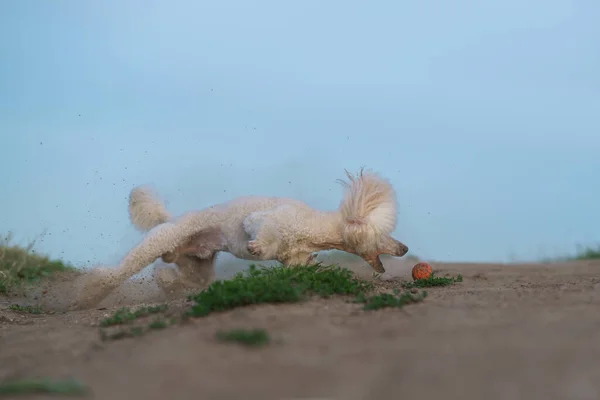 El perro atrapa la pelota. Caniche blanco en miniatura jugando en la naturaleza —  Fotos de Stock