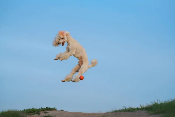 El perro atrapa la pelota. Caniche blanco en miniatura jugando en la naturaleza —  Fotos de Stock
