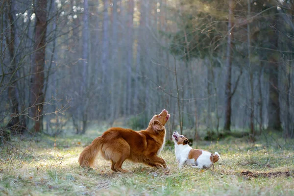 Dva psi spolu v lese. Duck retrívr Jack Russell teriér v přírodě. Zvířecí přátelství — Stock fotografie