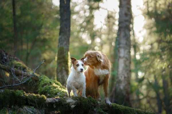 Dva psi spolu v lese. Duck retrívr Jack Russell teriér v přírodě. Zvířecí přátelství — Stock fotografie