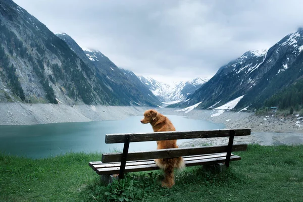 Собака на гірському озері. Нова Шотландія Качур Толлінг Ревевер у містичному місці — стокове фото