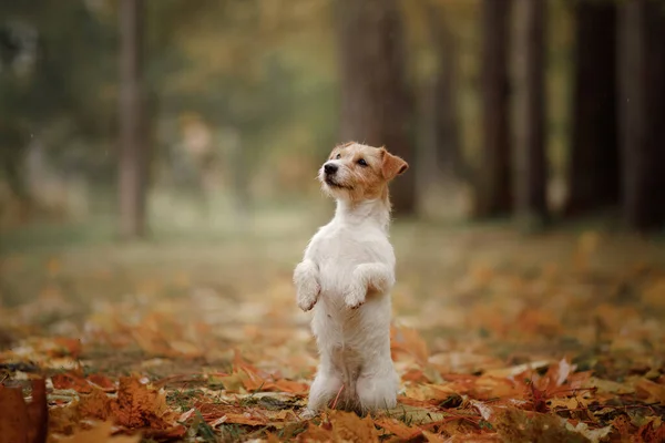 Perro en hojas amarillas. jack russell terrier en la naturaleza en el parque de otoño — Foto de Stock