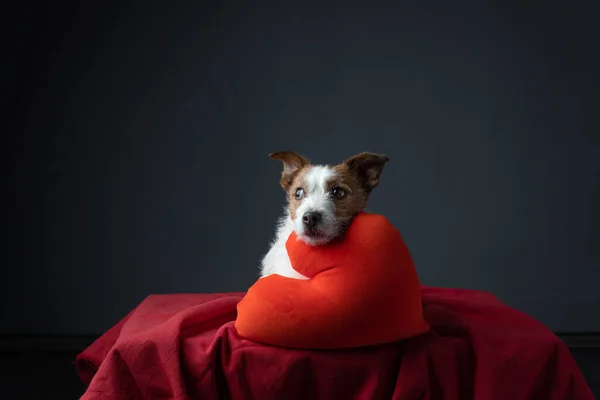 Cane dal cuore peluche. Divertente jack russell terrier — Foto Stock