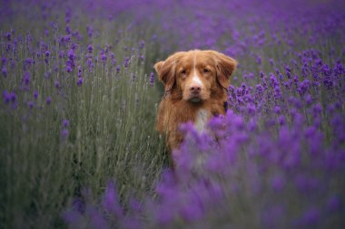 Lavanta tarlasında bir köpek. Çiçekli mutlu hayvan. Nova Scotia Duck Tolling Retriever