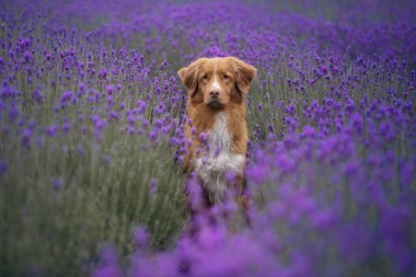 Lavanta tarlasında bir köpek. Çiçekli mutlu hayvan. Nova Scotia Duck Tolling Retriever