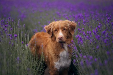 Lavanta tarlasında bir köpek. Çiçekli mutlu hayvan. Nova Scotia Duck Tolling Retriever