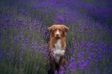 Lavanta tarlasında bir köpek. Çiçekli mutlu hayvan. Nova Scotia Duck Tolling Retriever