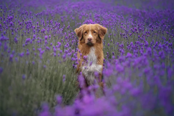 Chien sur le champ de lavande. Joyeux animal de compagnie en fleurs. Nouvelle-Écosse Duck Tolling Retriever — Photo