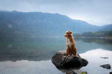 Köpek ahşap bir iskelede duruyor. Mountain Lake Braies 'de. Tekne istasyonu. Bir evcil hayvanla manzara