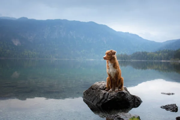 Hund står på en träpir. Mountain Lake Braies. Båtstation. landskap med husdjur — Stockfoto