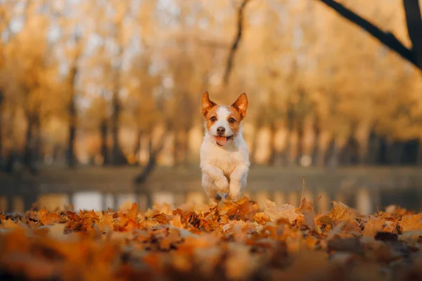 Hund im Herbstwald. Jack Russell Terrier auf einem Baumstumpf. — Stockfoto