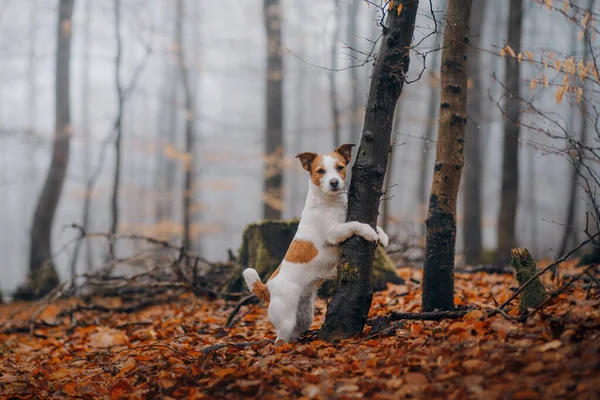 Pies w jesiennym lesie. Jack Russell Terrier na kikucie. — Zdjęcie stockowe